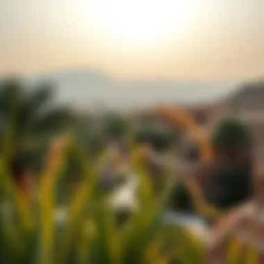 A stunning view of Al Ain's lush oasis landscape